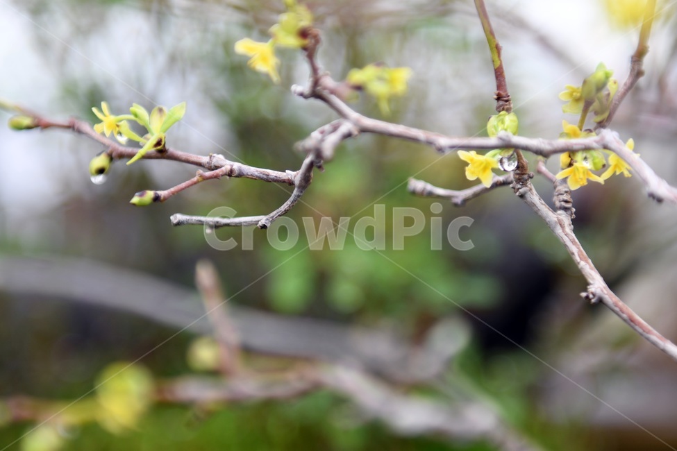 식물,꽃,감성사진,자연,flower,꽃사진,봄,봄꽃,계절,빗방울,비,감성,4월,spring,힐링,자연풍경,풍경,봄,계절,spring,season,식물,자연,plants,nature,꽃,flower,plant