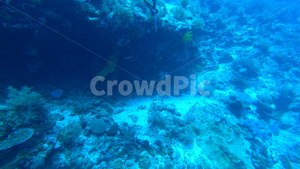 water,물,sea,바다,nature,자연,ocean,대양,해양생물,reef,암초,animal,동물,scubadiving,스쿠버다이빙,sport,스포츠,해양스포츠,sealife,coralreef,산호초,물고기,fish