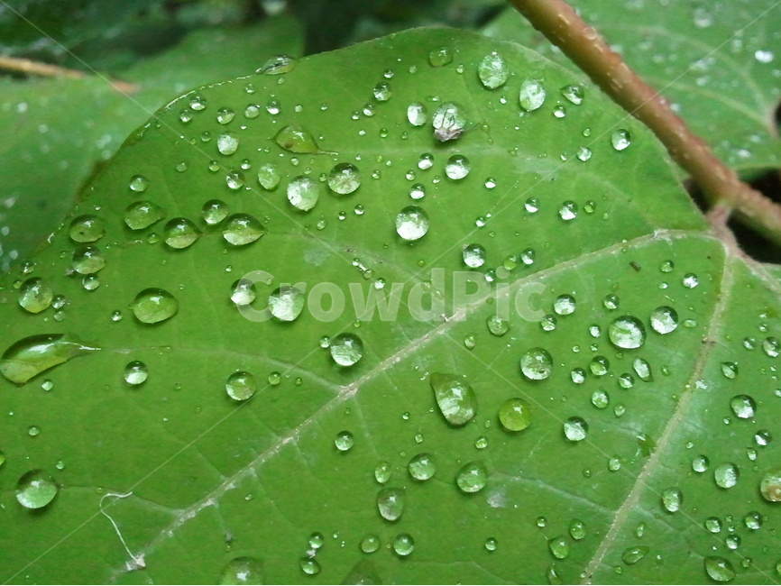 물방울,입사귀,자연,나무,줄기,식물,자연,plants,nature