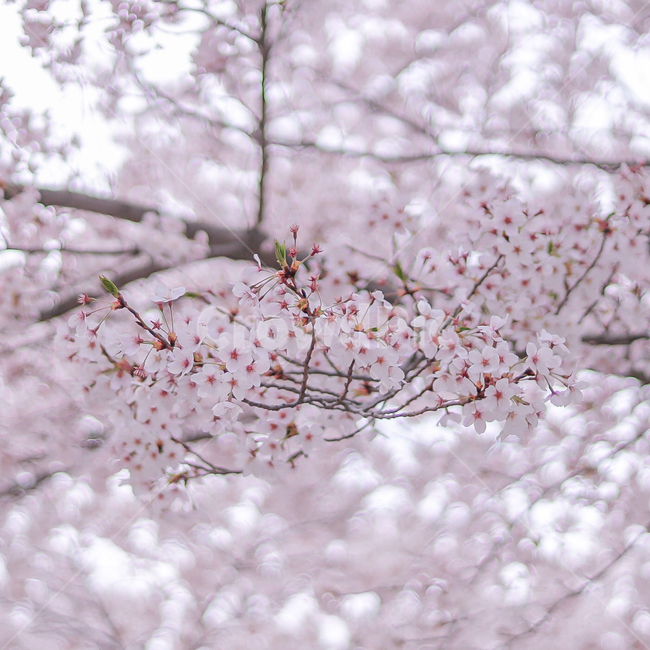 plant,식물,flower,꽃,blossom,봄,벚꽃,벚꽃비,풍경,벚꽃나무,시즌,봄,계절,spring,season