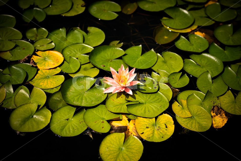 연꽃,연잎,수중꽃,수중식물,연못,수생식물,식물,수중풀,수풀,식물,자연,plants,nature,꽃,flower