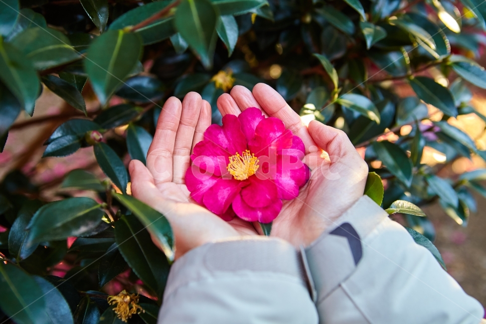 제주도,동백꽃,여행,손,꽃,동백군락,감성,포토,사진,식물,자연,plants,nature,꽃,flower,사람,인물,인간,human,person,신체일부,몸,body