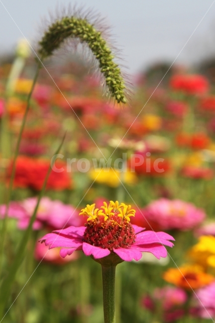 꽃,백일홍꽃,가을꽃,식물,자연,감성사진,식물,자연,plants,nature,꽃,flower