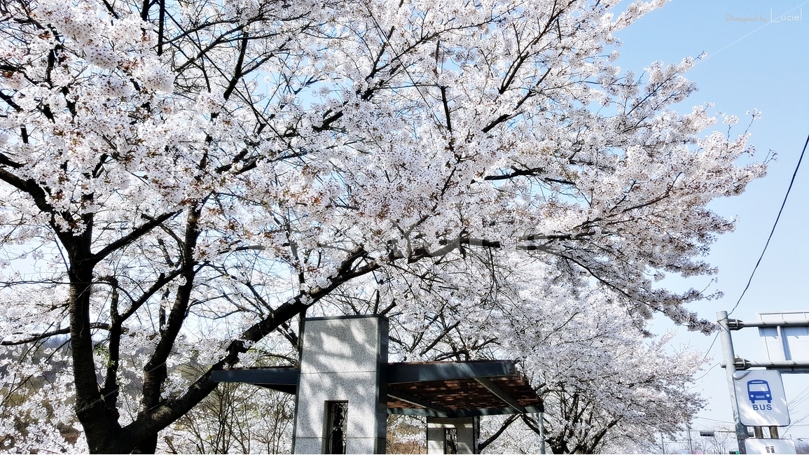 벚꽃,정류장,꽃놀이,꽃,나무,풍경,봄,계절,spring,season,식물,자연,plants,nature,나무,trees,wood,교통,교통수단,traffic,transportation,plant