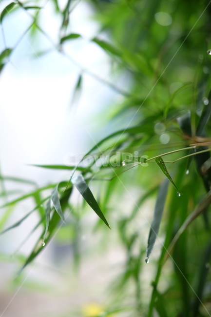 plant,식물,이슬,자연,녹색,식물,자연,plants,nature