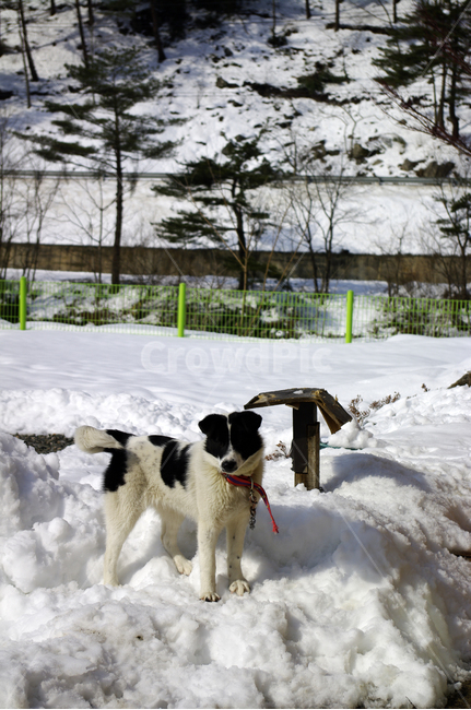 개,동물,겨울,설경,강아지,겨울,계절,winter,season,동물,animal,포유류,mammal,개,강아지,dog,doggy