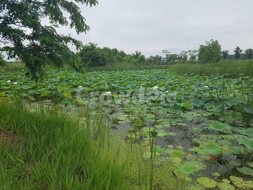 경포호,연꽃,자연,여름,꽃,힐링,초록,flower,lotus,nature,green