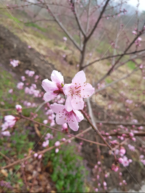 식물,꽃,flower,blossom,벚꽃,봄,spring