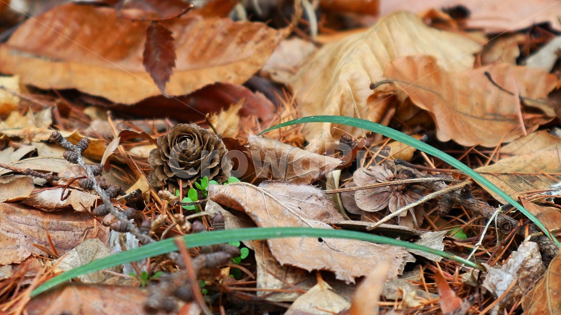 잎,식물,낙엽,솔방울,leaf,plant,겨울,fallenleaves,cone,산