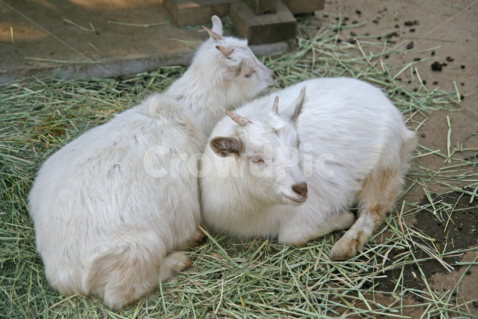 동물원,동물,염소,zoo,goat,animal,동물,animal,포유류,mammal