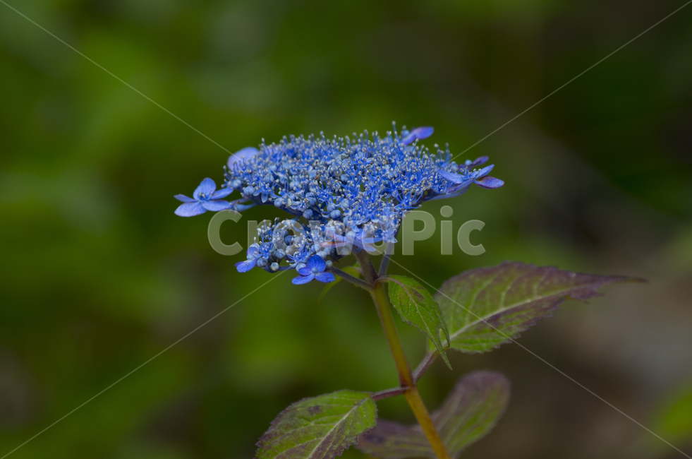 파란,파랑,꽃,여름,여름꽃,산수국,blue,flower,summer,감정,감성,뷰티,계절,beauty,macro,closeup,접사,매크로,확대,파란꽃