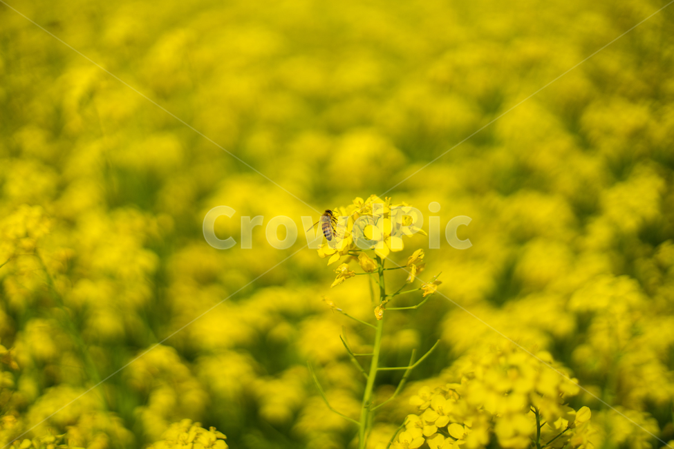 유채,봄,봄꽃,꽃,노랑,근접,풍경,자연,봄,계절,spring,season,식물,자연,plants,nature,꽃,flower,동물,animal,곤충,벌레,insect,bug,blossom,plant