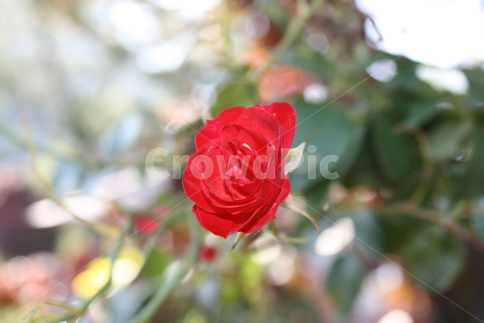 꽃,빨강,매혹적인,컬러풀,아웃포커싱,식물,자연,plants,nature,꽃,flower