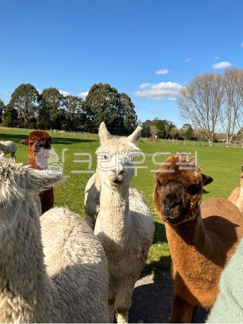 뉴질랜드,알파카,라마,알파카농장,농장,농장체험,동물,귀여운,털,동물원,자연,나무