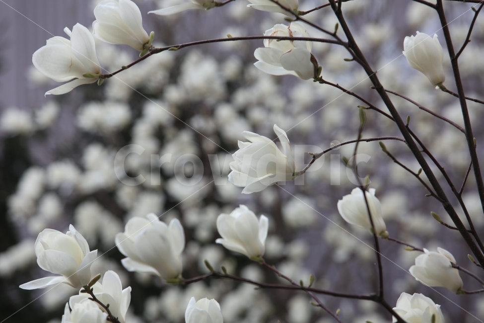 목련,봄,흰색,순수,식물,봄,계절,spring,season,식물,자연,plants,nature,꽃,flower,plant,cherry blossom,벚꽃,blossom,petal,꽃잎