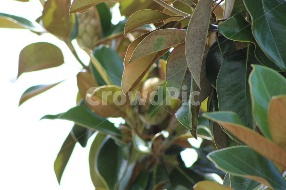 나무,자연,잎,잎사귀,여름,식물,계절,plants,season,감성,봄,새싹,아침,흐림