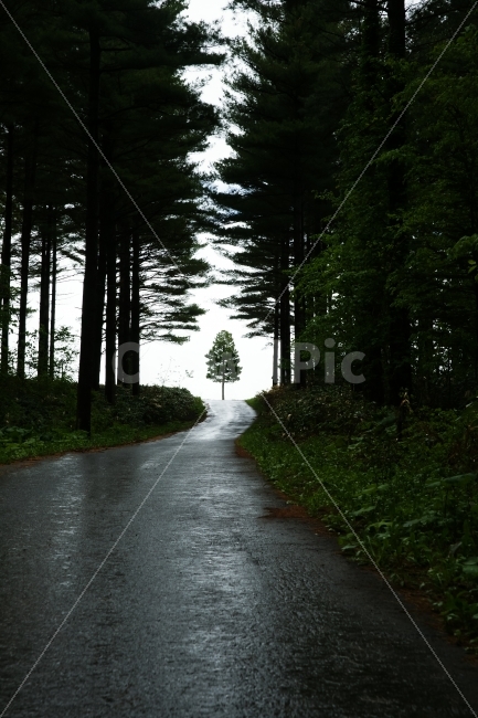 해외,일본,북해도,홋카이도,대설산,후라노,도중,나무,왕따나무,자연,풍경,nature,landscape,해외,외국,세계,foreign,oversea,world,asphalt,아스팔트