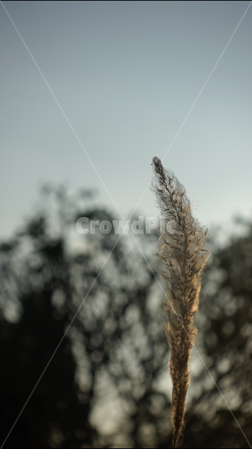 grass,plant,식물,자연,nature,가을
