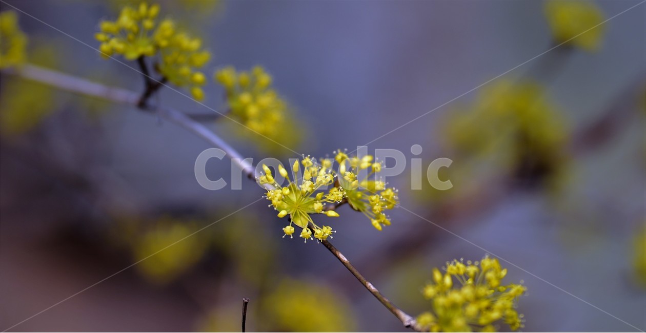 봄,봄비,산수유,꽃,산수유꽃,봄,계절,spring,season,식물,자연,plants,nature,꽃,flower,plant,blossom