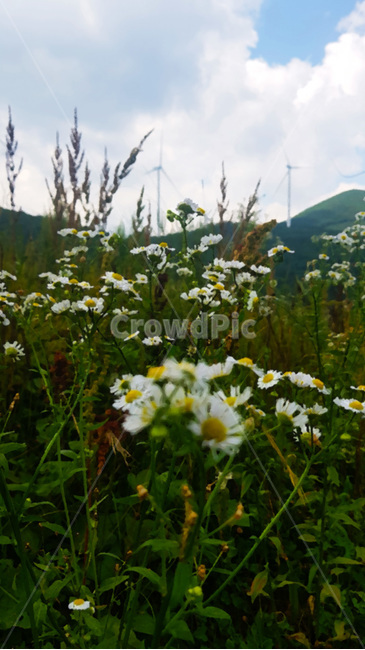 꽃,자연,생물,butterfly,green,식물,풀,흰색꽃,여름,summer,plants,white