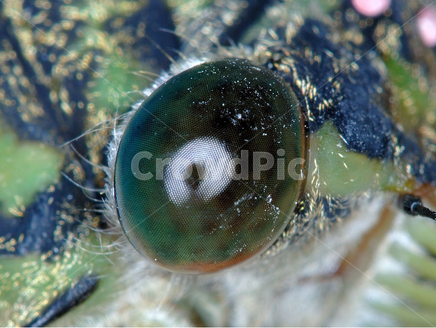 곤충,초접사,매미,눈,자연,동물,animal,곤충,벌레,insect,bug