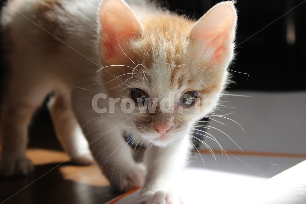 고양이,아기고양이,애완동물,동물,pet,kitten,동물,animal,포유류,mammal,고양이,cat,kitten,kitty