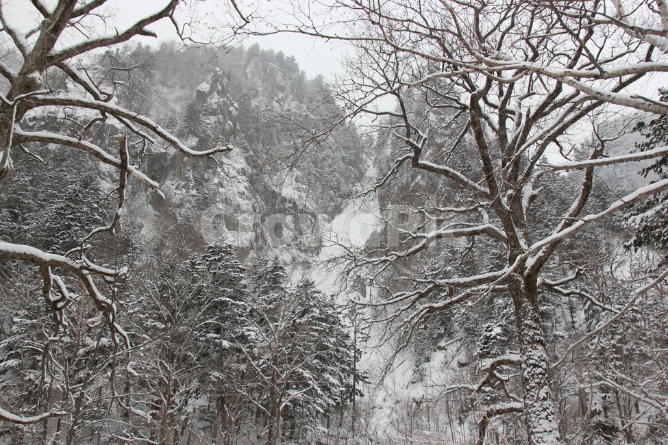 일본,삿포로,나무,눈,산,겨울,계절,winter,season,자연,풍경,nature,landscape,outdoors,옥외,snow,blizzard,눈보라,storm,폭풍