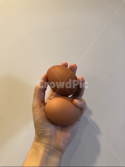 계란,달걀,에그,egg,닭알,손,손가락
