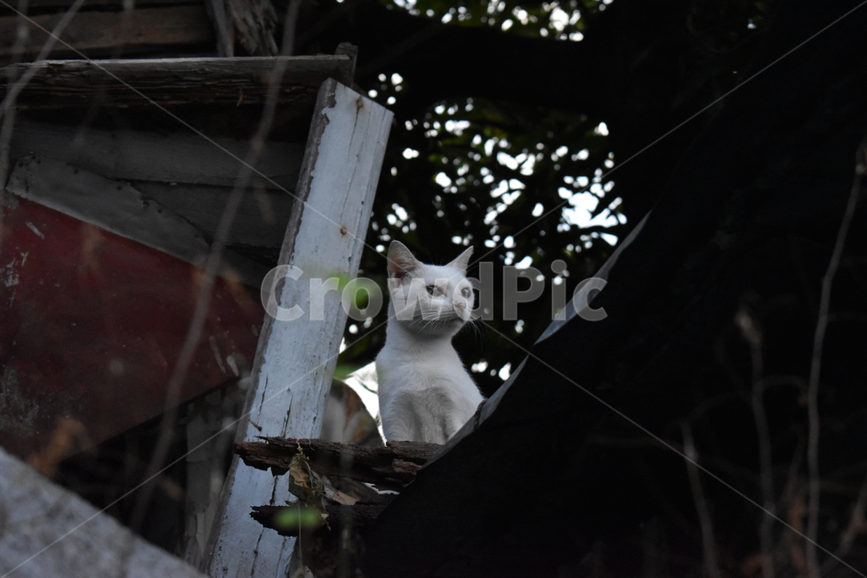 도둑고양이,고양이,흰고양이,cat,starycat