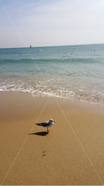 부산바다,파도,갈매기한마리,갈매기그림자,바다와갈매기,해변,바다,beach,sea,동물,animal,조류,새,birds