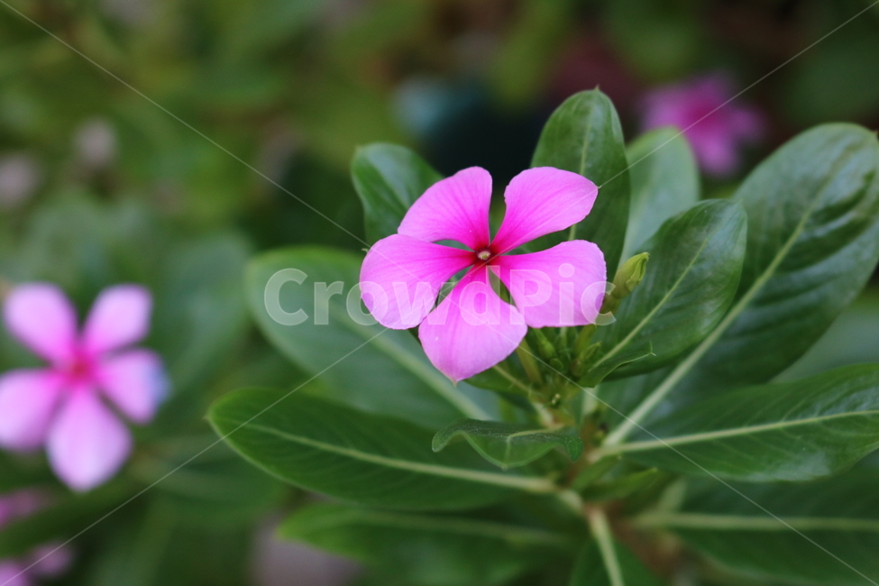 꽃,들꽃,flowers,wildflower,봄꽃