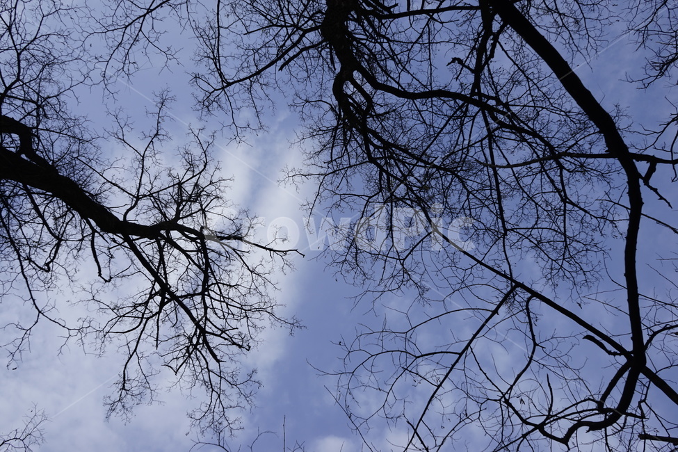 실루엣,초겨울,계절,하늘,silhouette,자연,가지,고목,나무,blue,season,winter,branch,tree,식물,자연,plants,nature,나무,trees,wood