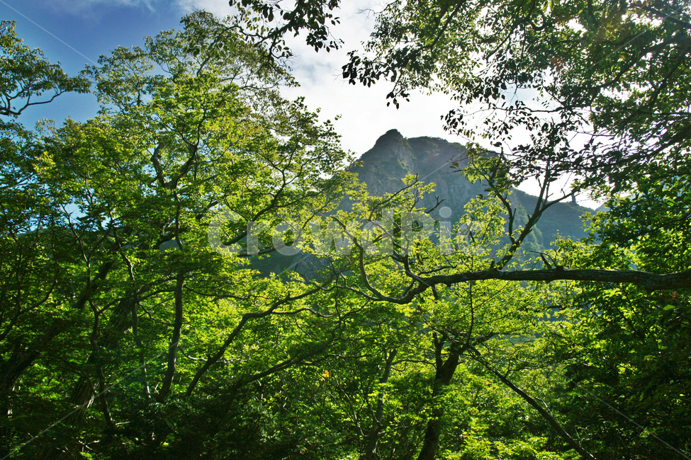 영실,영실기암,제주도,한라산,영실코스,숲,나무,신록,계절,자연,풍경,nature,landscape,vegetation,초목,plant,식물,tree,outdoors,옥외