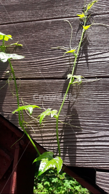 leaf,잎,plant,식물,덩굴
