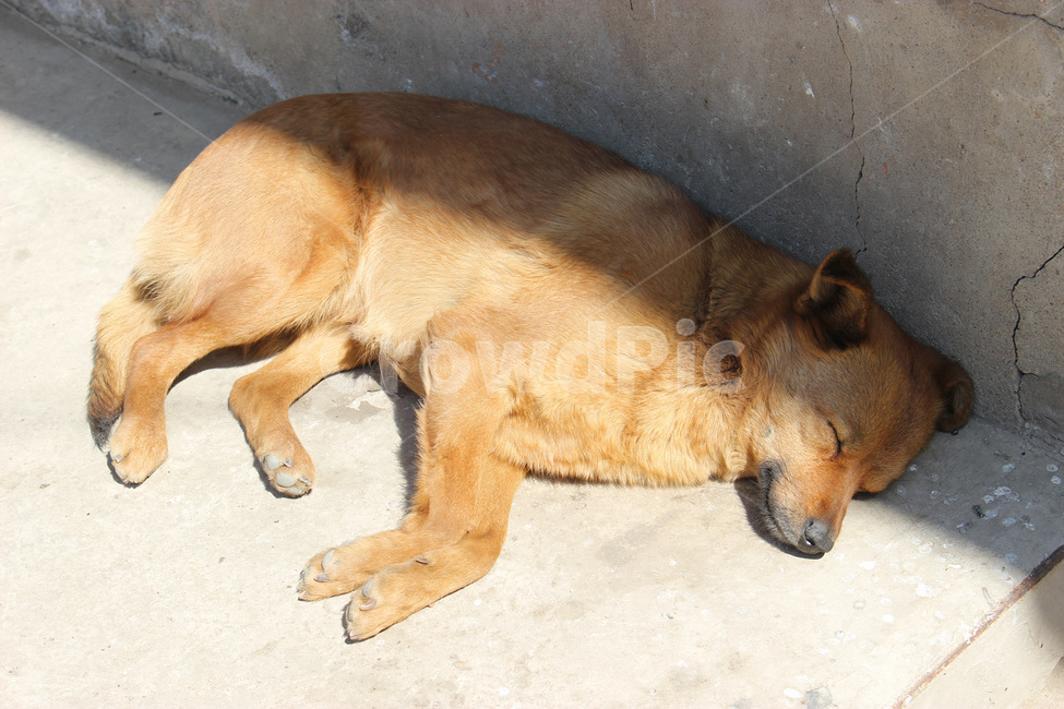 sleeping,pet,animal,동물,mammal,포유류,dog,개,강아지,낮잠,잠,똥개,시골개,동물,animal,포유류,mammal,개,강아지,dog,doggy