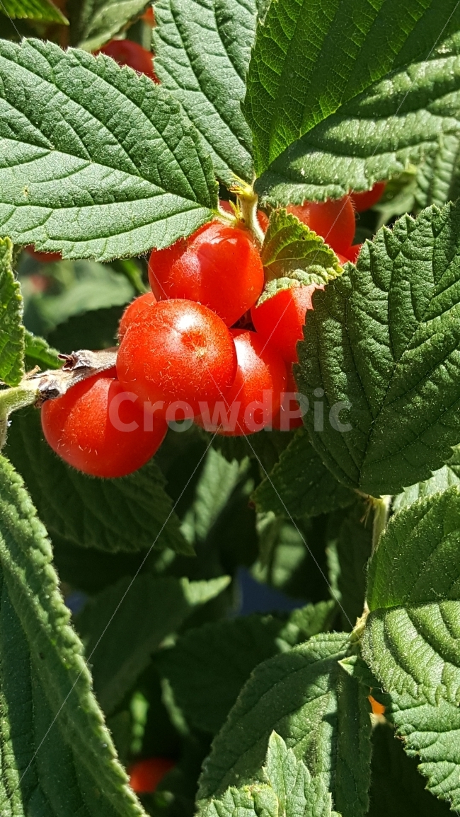 앵두,과일,열매,나무,봄,음식,식재료,요리,food,cook,meal,dishes,food reserves,과일,열매,fruit,색깔,색상,색채,색감,color sense,color sensitivity,feeling of color