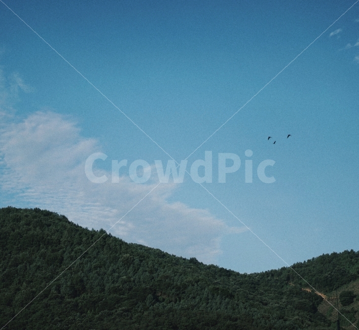 자연,식물,자연풍경,꽃,감성사진,여름,색감,일상,자연,풍경,nature,landscape,leisure activities,레저 활동,adventure,모험,outdoors,옥외