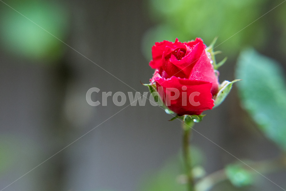 봄,꽃,향기,산책,flower,장미,rose,비,식물,자연,plants,nature,꽃,flower
