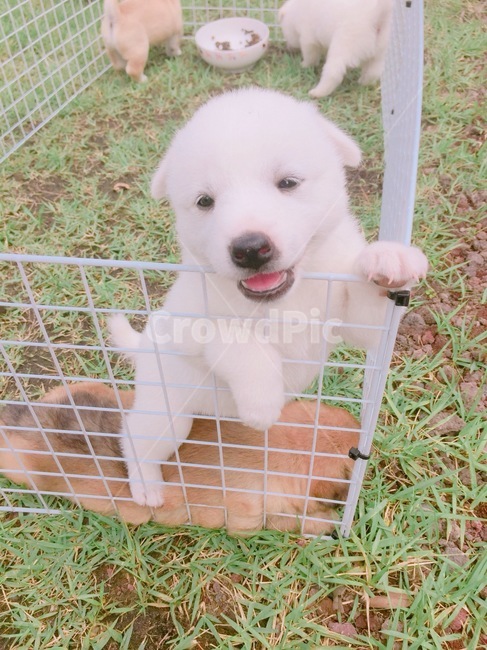 pet,애완동물,강아지,동물,dog