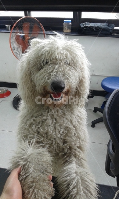 animal,mammal,동물,개,dog,강아지,동물,animal,포유류,mammal,개,강아지,dog,doggy