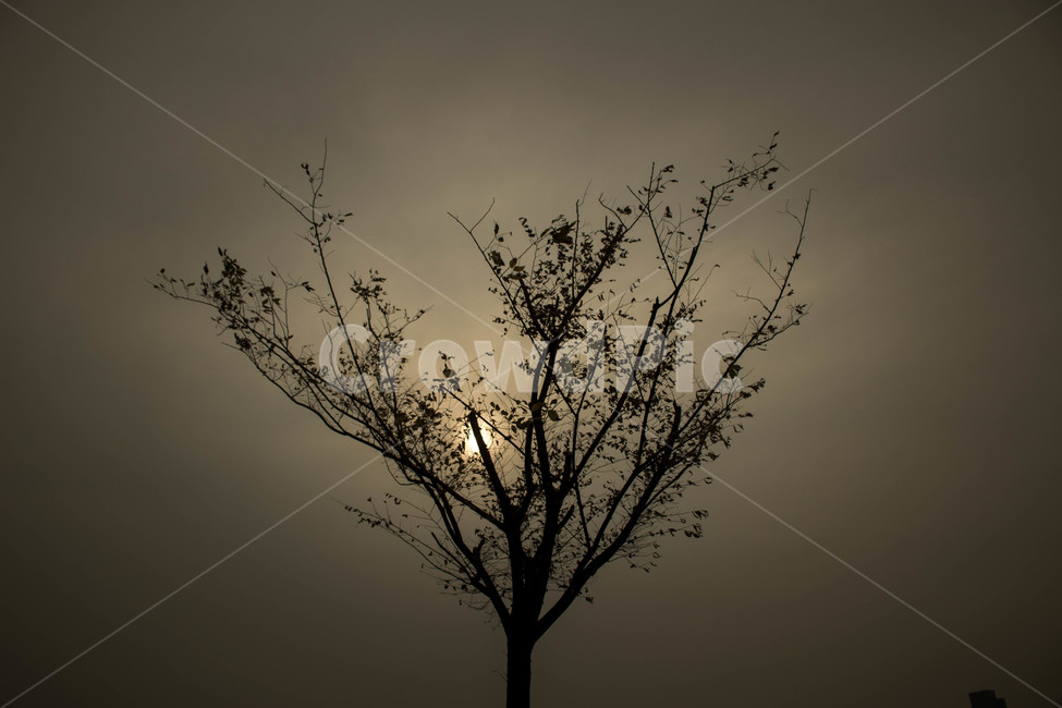 하늘,해,나무,고독,쓸쓸,sky,sun,tree,풍경,landscape,lonely,loneliness,식물,자연,plants,nature,나무,trees,wood,실루엣,그림자,silhouette,shadow