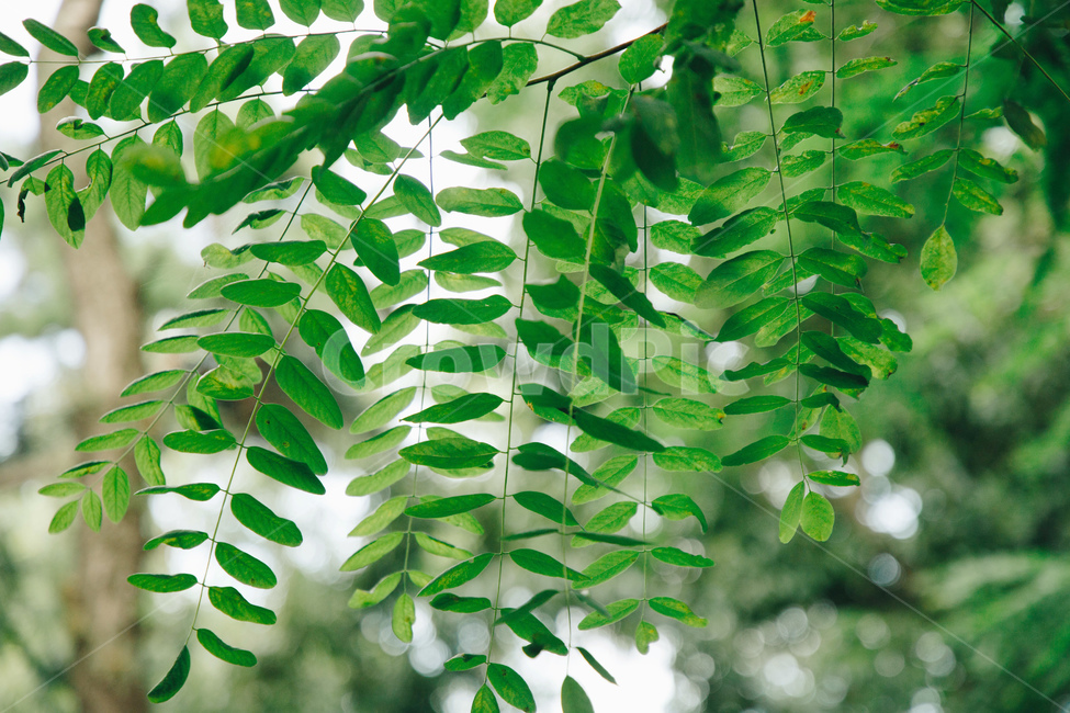 나무,나뭇잎,아카시아,아카시아나무,풀잎,초록,햇살,싱그러운,tree,green,leaf,식물,자연,plants,nature
