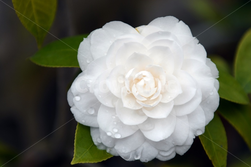 식물,꽃,감성사진,자연,flower,꽃사진,봄,봄꽃,계절,빗방울,비,감성,4월,spring,힐링,자연풍경,풍경,봄,계절,spring,season,식물,자연,plants,nature,꽃,flower,blossom,rose,장미,plant