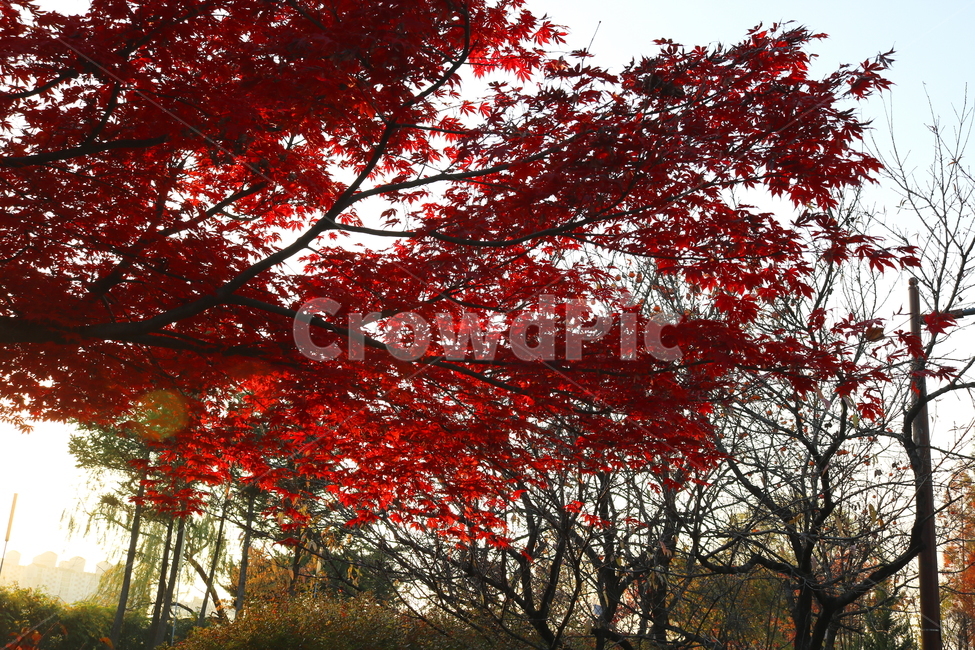단풍,단풍나무,나무,식물,가을,자연,가을,계절,fall,autumn,season,자연,풍경,nature,landscape,tree,plant,leaf,잎,maple