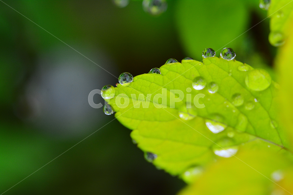 이슬,물방울,풀잎이슬,투명,빗방울,봄비,dew,water,맺히다,방울방울,plant,green,초록,싱그러운,신선한,맑은,아침이슬,해맑은,빗물,초본,영롱한,접사,마크로,클로즈업,fresh,clean,clear,natural,자연,새순,출발,start,시작,어린,연약한,순수,청정,식물,자연,plants,nature