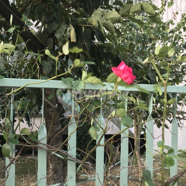 식물,장미,rose,plant,옥외