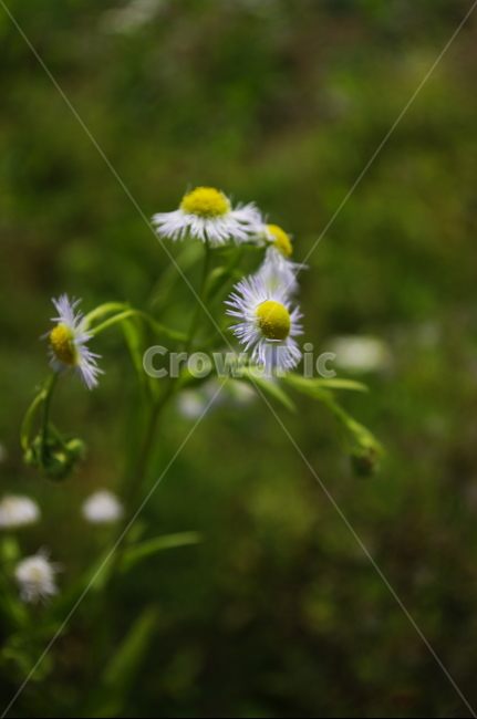 개망초,꽃,flower,식물,plant,자연,nature,식물,자연,plants,nature,꽃,flower