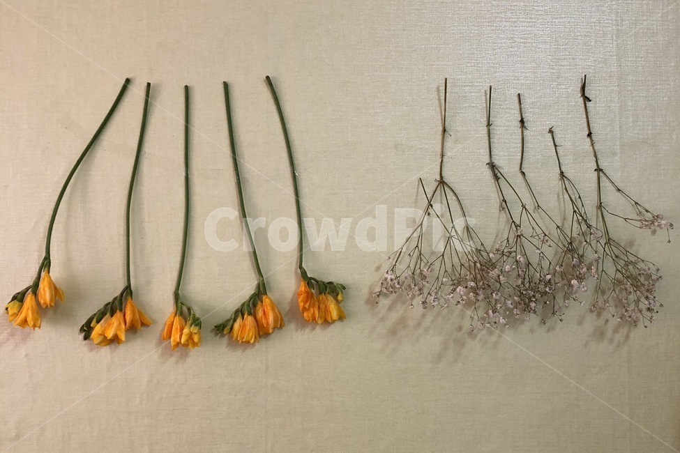 꽃,드라이플라워,감성,드라이,플라워,꽃,flower