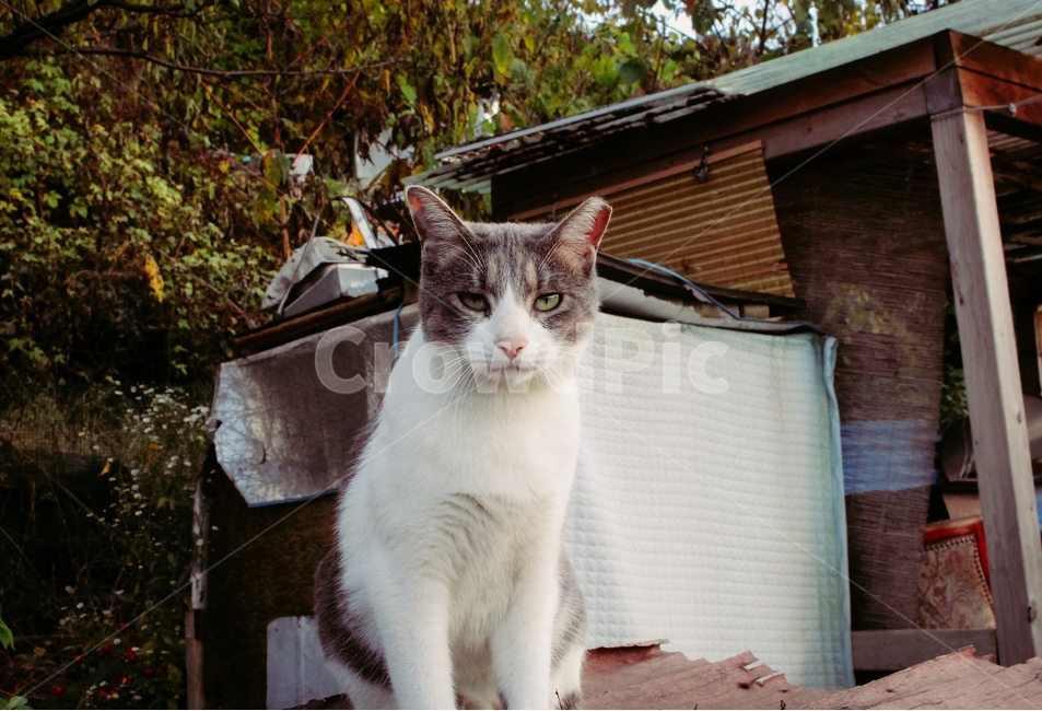 동물,고양이,도둑고양이,담벼락,길고양이,반려동물,유기묘,길냥이,동물,animal,포유류,mammal,고양이,cat,kitten,kitty