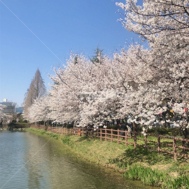 벚꽃,봄,저수지,꽃,풍경,자연,봄,계절,spring,season,도시,풍경,city,landscape,plant,식물